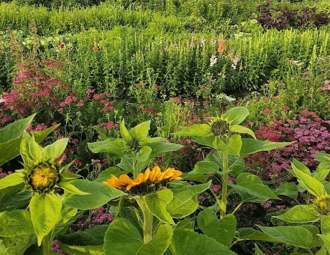 Flowers at Gracehill